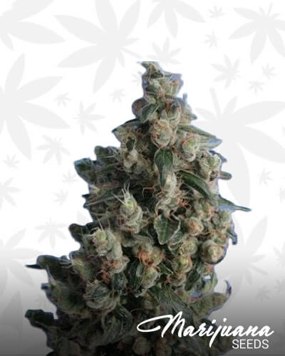 Kushage