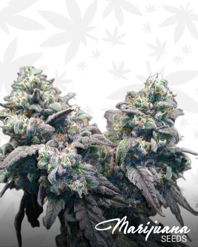 LA Kush