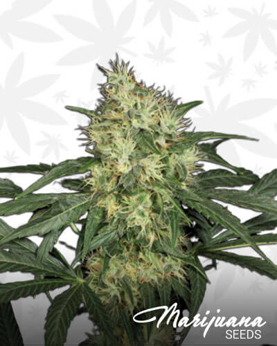 Lambo OG