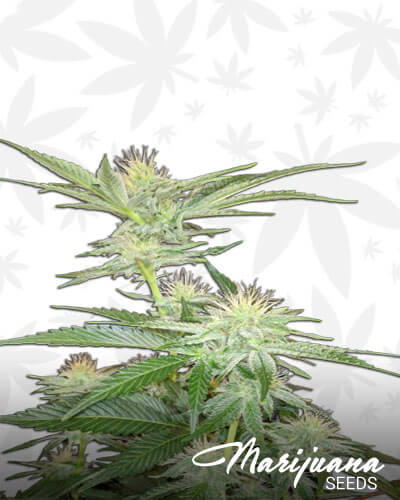 Larry OG