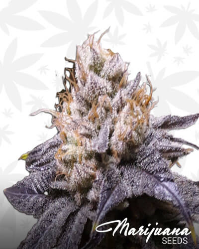 Lazy Susan CBD