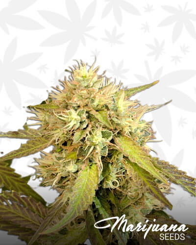 Legalized OG