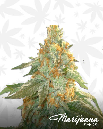 Lemon Alien Dawg