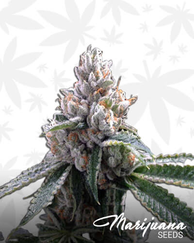 Lemon Bananas