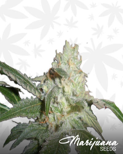 Lemon Cookies