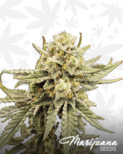 Lemon Daddy