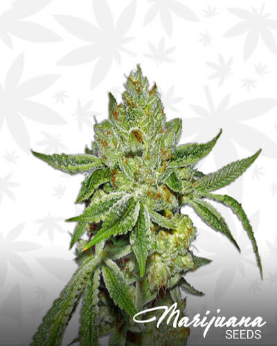 Lemon Diesel