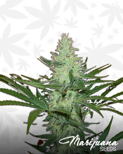 Lemon Jeffery
