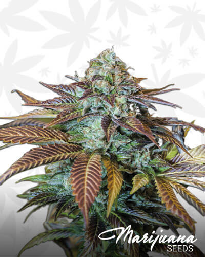 Lemon Kush Headband
