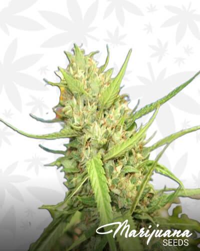 Lemon Kush