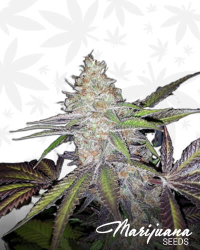 Lemon Larry Lavender