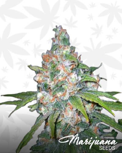 Lemon OG Haze