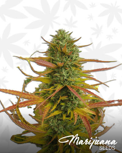 Lemon OG Kush
