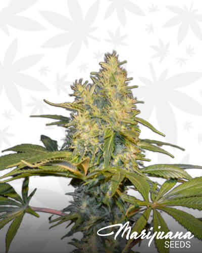 Lemon Skunk
