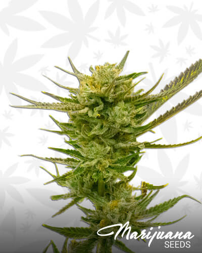Lemon Stash CBD