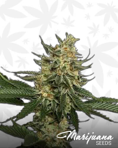 Lemon Tangie