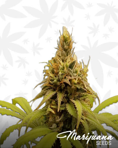 Lemon Thai Kush