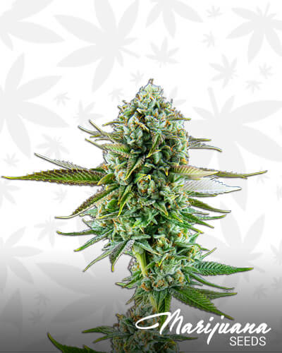 Lemon Walker OG
