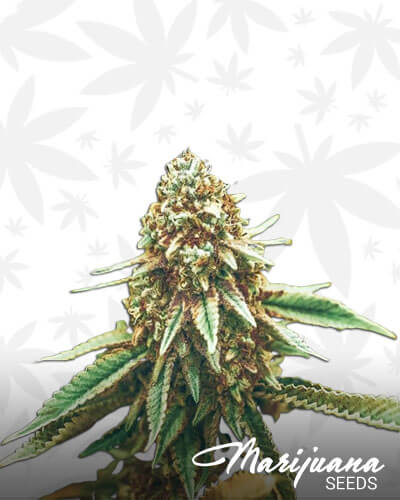 Lemon Wreck