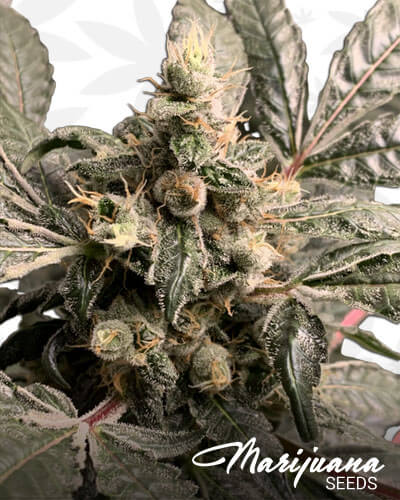 Lemonchello 28