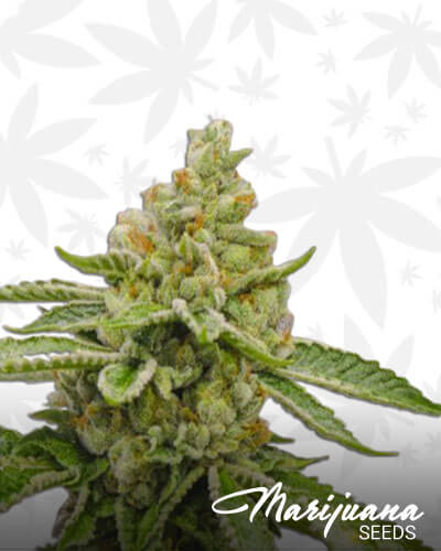 Lemonhead OG