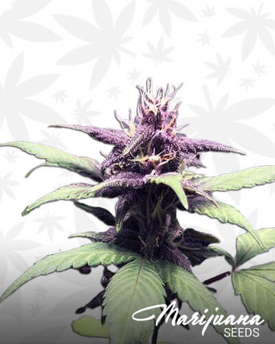 Lethal Purple