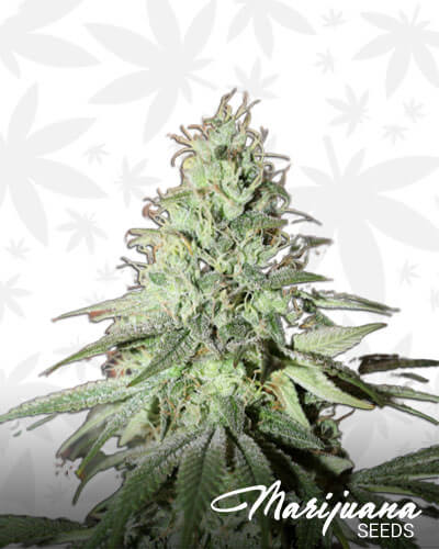 Liberty haze