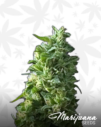Lime Green Skunk