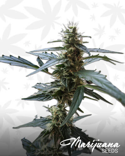 Logic Diesel