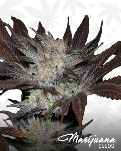 Lost Coast OG