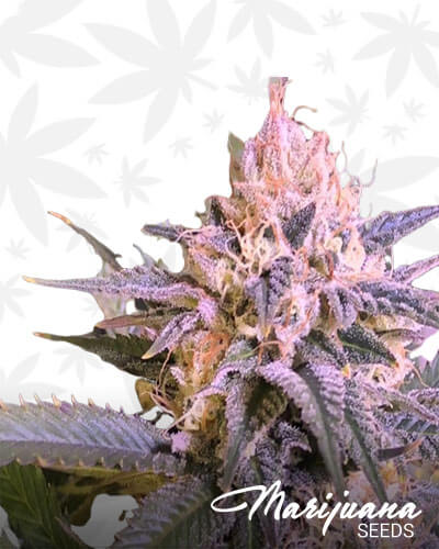 Loud Lemonade
