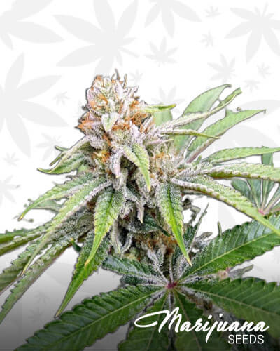 Luca Brasi X Sour Diesel