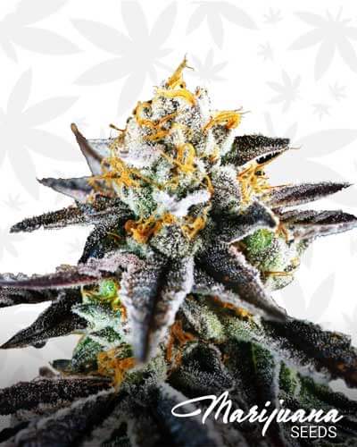MC2