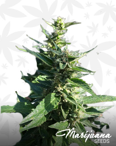 Madman OG