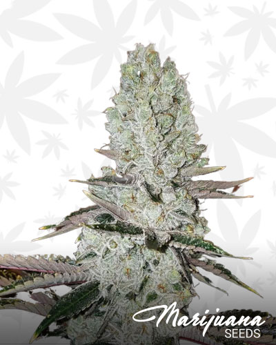 Mandarin Cookies