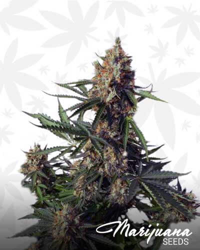 Template Marijuana seeds2 1