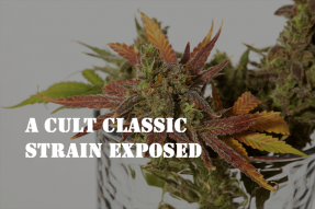 weed strain ak 47