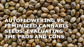 autoflowering vs regular vs feminized cannabis seeds