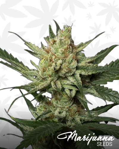banana cream og 1