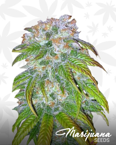 bigbud