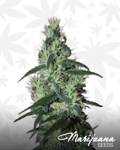 Blizzard Bush Strain