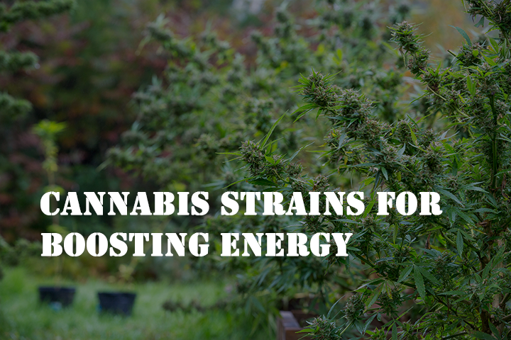 cannabis strains for boosting energy