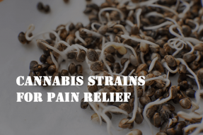 cannabis strains for pain relief