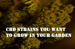 cbd strains you want to grow in your garden