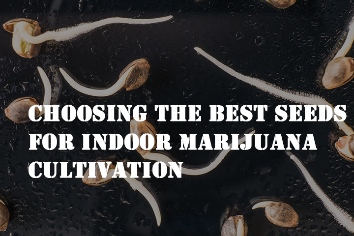 choosing the best seeds for indoor marijuana cultivation
