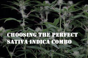 choosing the perfect sativa indica combo