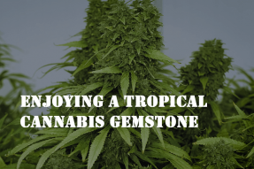 enjoying a tropical cannabis gemstone