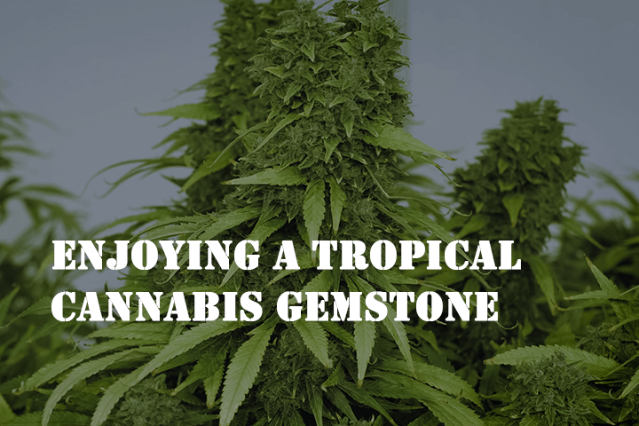enjoying a tropical cannabis gemstone