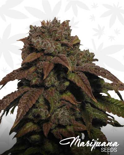 green cheese