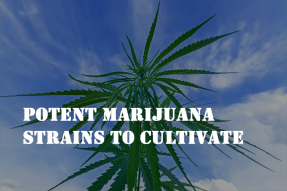 potent marijuana strains to cultivate